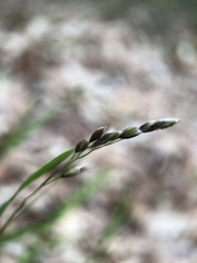 Melica uniflora