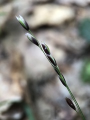 Melica uniflora