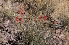 Penstemon lanceolatus