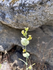 Streptanthus diversifolius