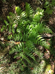 Diplazium viridissimum
