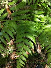 Diplazium viridissimum