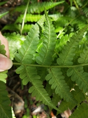 Diplazium viridissimum