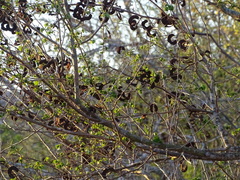 Microlobius foetidus