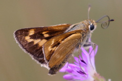 Hesperia meskei