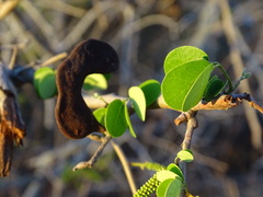 Microlobius foetidus
