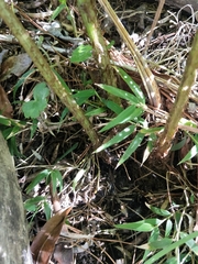 Diplazium viridissimum