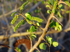 Microlobius foetidus