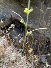 Streptanthus diversifolius