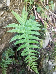 Athyrium oppositipennum