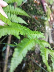 Athyrium oppositipennum