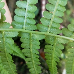 Athyrium oppositipennum