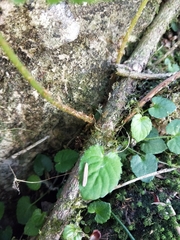 Athyrium oppositipennum