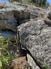 Streptanthus diversifolius