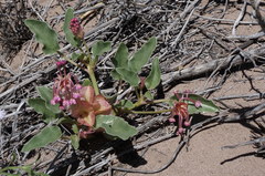 Tripterocalyx carneus