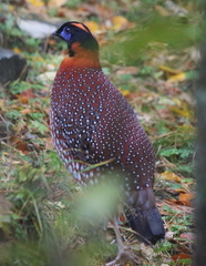 Tragopan temminckii