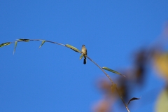 Pycnonotus flavescens
