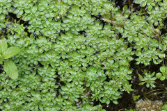 Callitriche obtusangula