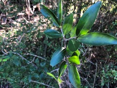 Elaeodendron australe australe
