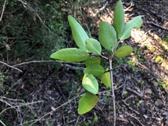 Elaeodendron australe australe