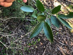 Elaeodendron australe australe