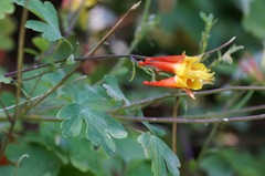 Aquilegia desertorum