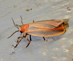 Hypoprepia miniata