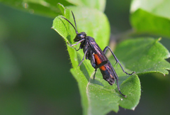 Macrophya annulata