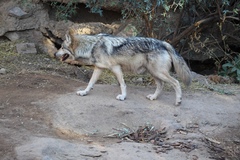 Canis lupus baileyi