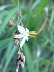 Chlorophytum saundersiae