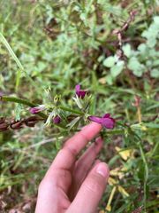Stachys thunbergii