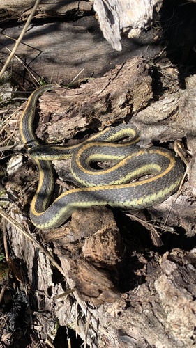 iNaturalist observation photo of Diablo Range Garter Snake