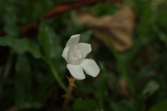 Didymoplexis pallens