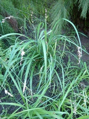 Chlorophytum saundersiae
