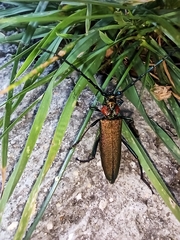Aromia moschata ambrosiaca