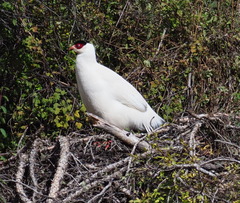 Crossoptilon crossoptilon