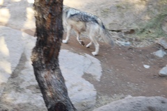 Canis lupus baileyi