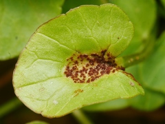 Uromyces ficariae