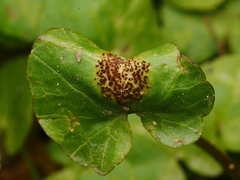 Uromyces ficariae