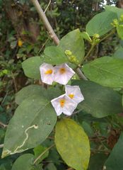 Lycianthes lenta