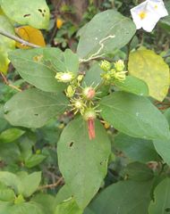 Lycianthes lenta