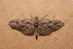 Eupithecia oxycedrata