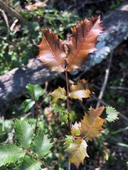 Alectryon subdentatus