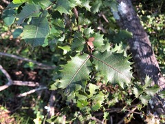 Alectryon subdentatus