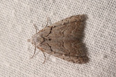 Nola thymula