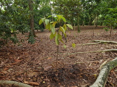 Dipterocarpus costulatus