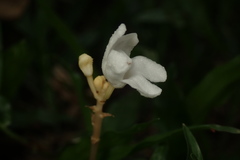 Didymoplexis pallens