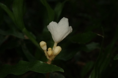 Didymoplexis pallens