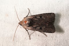 Lycophotia molothina