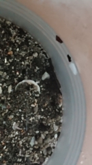 Hemigrapsus sanguineus